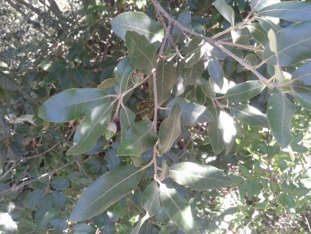 Quercus Ilex