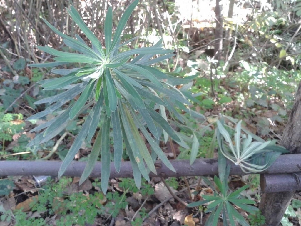 Euphorbia lacteal